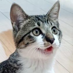 ニュースの画像